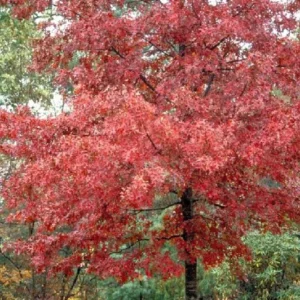 Red Oak Tree Bareroot – 50-75 Feet Northern Red Oak Tree for Landscaping - 12-18 Inch Tall