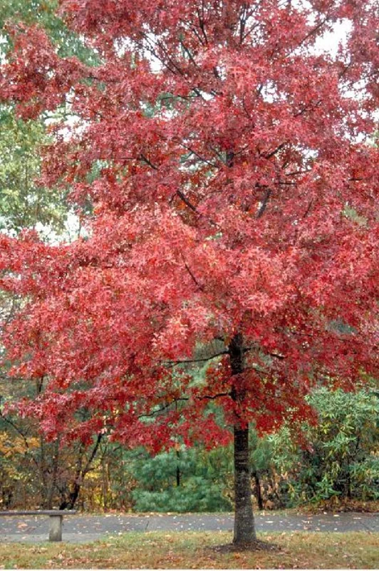 Red Oak Tree Bareroot – 50-75 Feet Northern Red Oak Tree for Landscaping - 12-18 Inch Tall