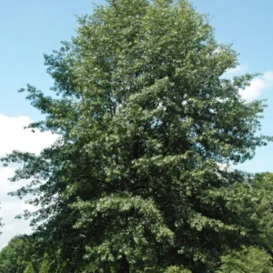 Red Oak Tree Bareroot – 50-75 Feet Northern Red Oak Tree for Landscaping - 12-18 Inch Tall