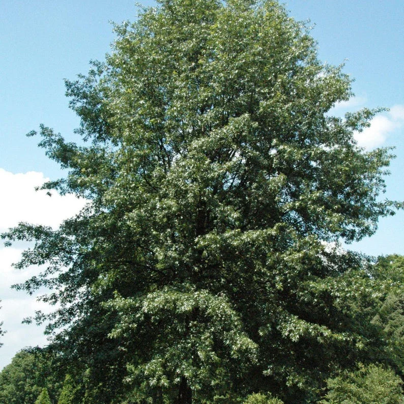 Red Oak Tree Bareroot – 50-75 Feet Northern Red Oak Tree for Landscaping - 12-18 Inch Tall
