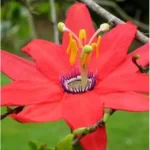 Red Passion Flower Plant - 4 to 6 Inch Passiflora Passionvine Seedling
