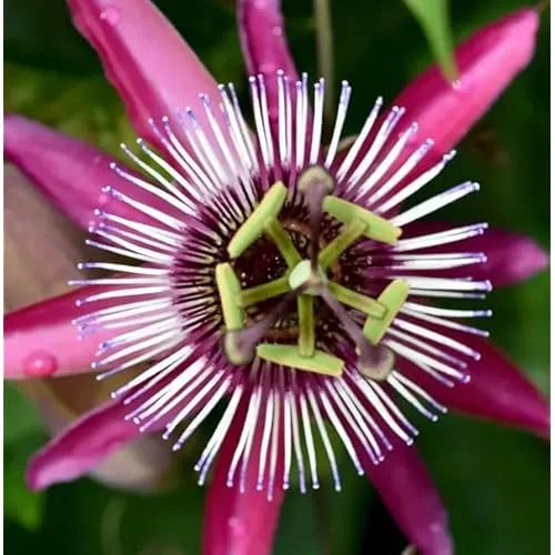 Red Passion Flower Plant - 4 to 6 Inch Passiflora Passionvine Seedling