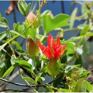 Red Passion Flower Plant - 4 to 6 Inch Passiflora Passionvine Seedling