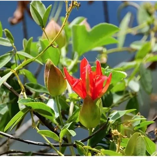 Red Passion Flower Plant - 4 to 6 Inch Passiflora Passionvine Seedling