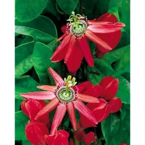 Red Passion Flower Plant - 4 to 6 Inch Passiflora Passionvine Seedling