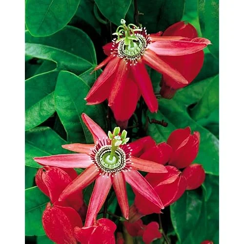 Red Passion Flower Plant - 4 to 6 Inch Passiflora Passionvine Seedling
