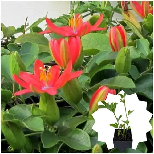 Red Passion Flower Plant - 4 to 6 Inch Passiflora Passionvine Seedling
