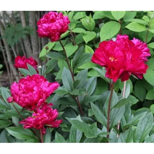 Red Peony Bulb - Double Peonies Roots - 1 Root 2-3 Eyes - Hardy Perennial