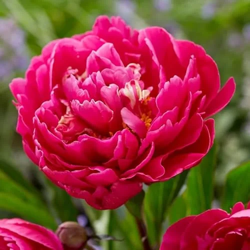 Red Peony Bulb - Double Peonies Roots - 1 Root 2-3 Eyes - Hardy Perennial