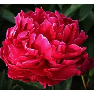 Red Peony Bulb - Double Peonies Roots - 1 Root 2-3 Eyes - Hardy Perennial