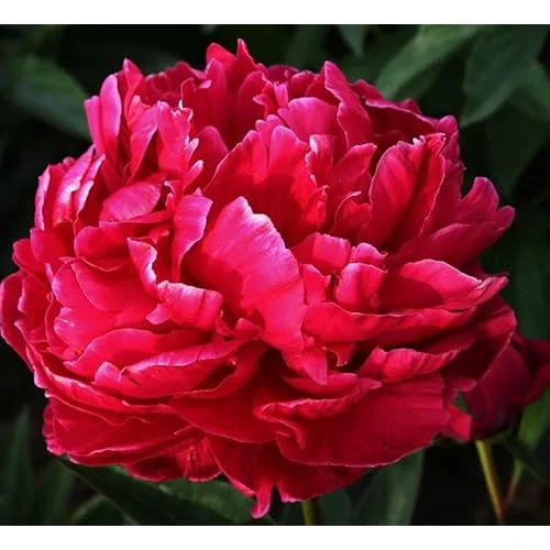 Red Peony Bulb - Double Peonies Roots - 1 Root 2-3 Eyes - Hardy Perennial