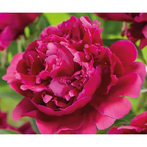 Red Peony Bulb - Double Peonies Roots - 1 Root 2-3 Eyes - Hardy Perennial
