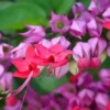 Red Purple Bleeding Heart Vine Live Plant - Clerodendrum Thomsoniae 12" Tall