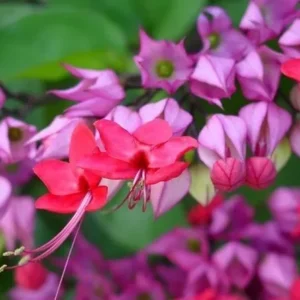 Red Purple Bleeding Heart Vine Live Plant - Clerodendrum Thomsoniae 12