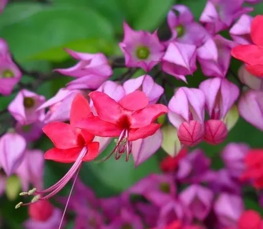 Red Purple Bleeding Heart Vine Live Plant - Clerodendrum Thomsoniae 12" Tall