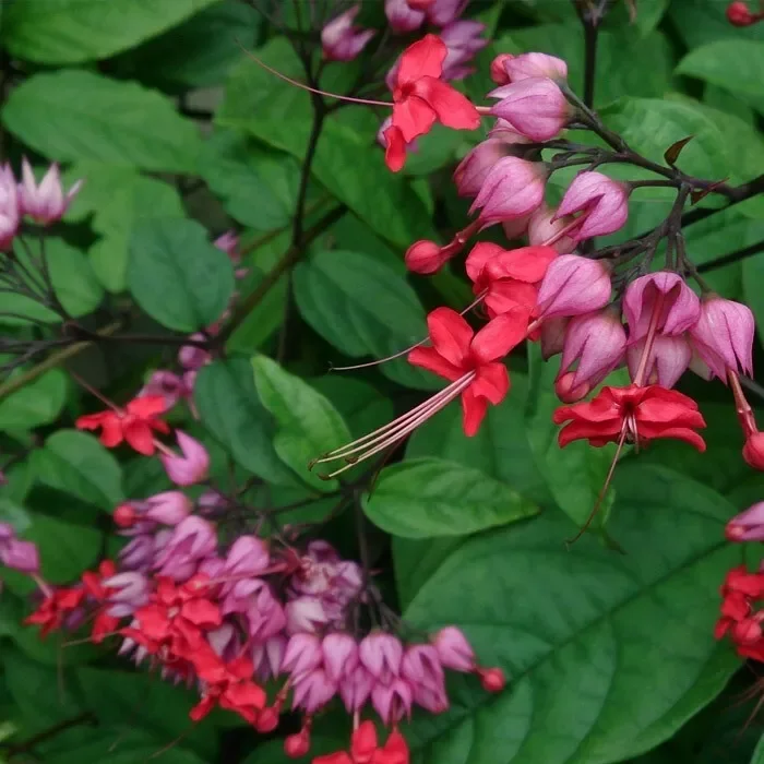 Red Purple Bleeding Heart Vine Live Plant - Clerodendrum Thomsoniae 12" Tall