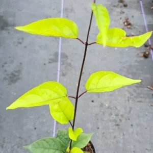 Red Purple Bleeding Heart Vine Live Plant - Clerodendrum Thomsoniae 12