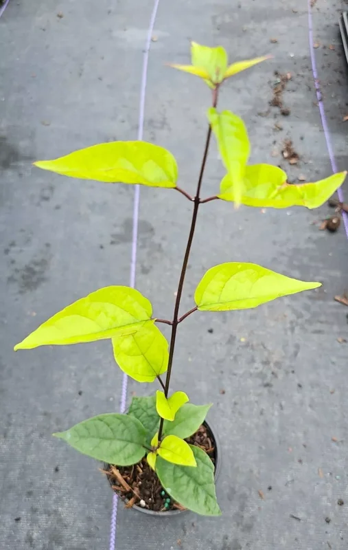 Red Purple Bleeding Heart Vine Live Plant - Clerodendrum Thomsoniae 12" Tall