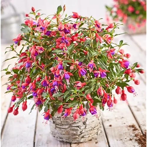 Red Purple Fuchsia Plant 4-6" Tall - Live Hardy Purple Flowering Shrub