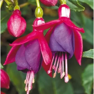 Red Purple Fuchsia Plant 4-6