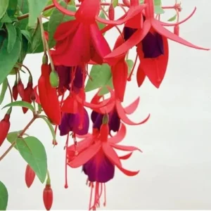 Red Purple Fuchsia Plant 4-6