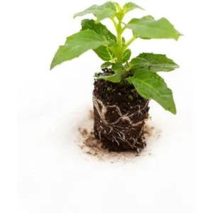 Red Purple Fuchsia Plant 4-6