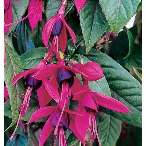 Red Purple Fuchsia Plant 4-6" Tall - Live Hardy Purple Flowering Shrub