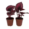 Red Rex Begonia – 2 Houseplants in 2" Pots with Bold Red Leaves