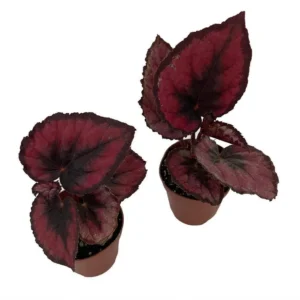 Red Rex Begonia – 2 Houseplants in 2