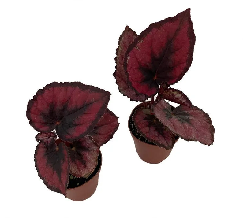 Red Rex Begonia – 2 Houseplants in 2" Pots with Bold Red Leaves