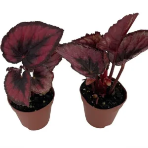 Red Rex Begonia – 2 Houseplants in 2