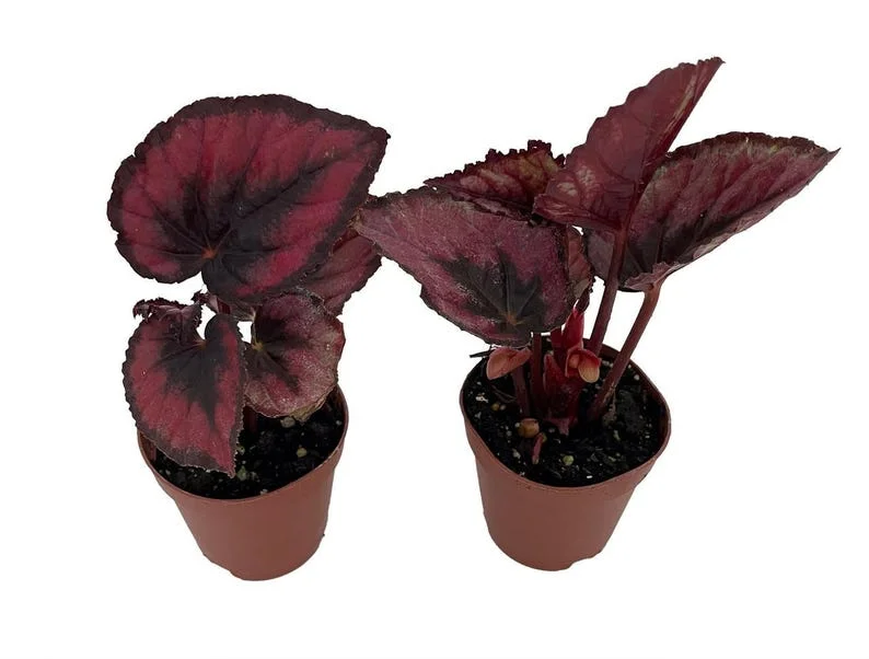 Red Rex Begonia – 2 Houseplants in 2" Pots with Bold Red Leaves