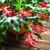Red Thanksgiving Cactus Live Plant 2"Pot 7"Tall Flowering Succulent Festive Bloom
