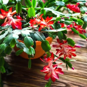 Red Thanksgiving Cactus Live Plant 2