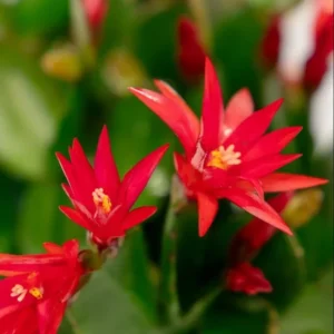 Red Thanksgiving Cactus Live Plant 4
