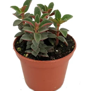 Red Trailing Peperomia Rubella – 2.5” Pot – Small-Leaf Vine with Scarlet Red Stems