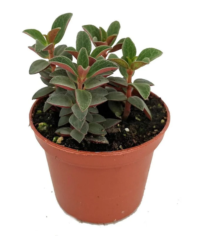 Red Trailing Peperomia Rubella – 2.5” Pot – Small-Leaf Vine with Scarlet Red Stems