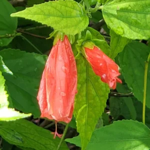 Red Turk's Cap Sleeping Hibiscus Plant, 5-7