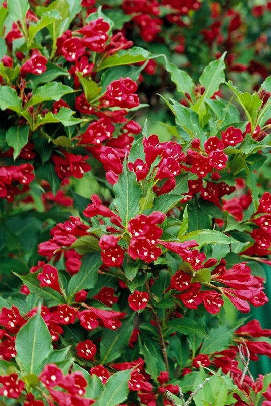 Red Weigela - 2 Bare-Roots - Vibrant Red Flowers - Deciduous Shrub - 12-18 Inch Tall