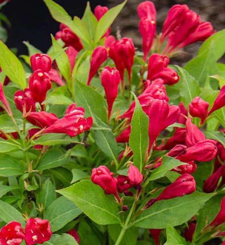 Red Weigela - 2 Bare-Roots - Vibrant Red Flowers - Deciduous Shrub - 12-18 Inch Tall