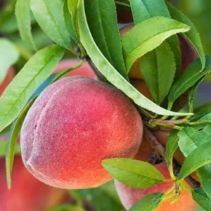 Redskin Peach Fruit Tree Bare-root 12-18 Inch Tall | Self-pollinating, Firm Sweet Peaches