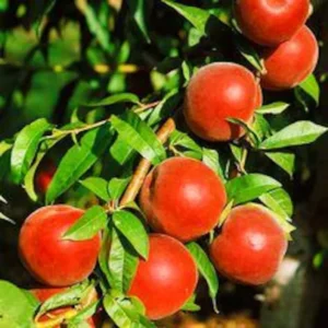 Redskin Peach Fruit Tree Bare-root 12-18 Inch Tall | Self-pollinating, Firm Sweet Peaches