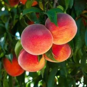 Redskin Peach Fruit Tree Bare-root 12-18 Inch Tall | Self-pollinating, Firm Sweet Peaches