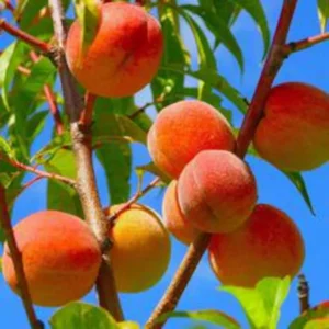 Redskin Peach Fruit Tree Bare-root 12-18 Inch Tall | Self-pollinating, Firm Sweet Peaches