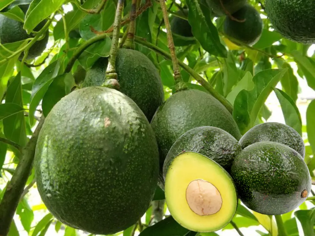 Reed Avocado
