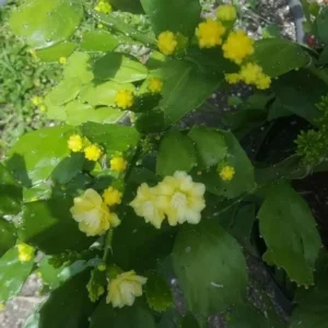 Rhipsalis Agudoensis Live Plant, Nopal Succulent Cactus, 4-6 Inches, Tropical Evergreen