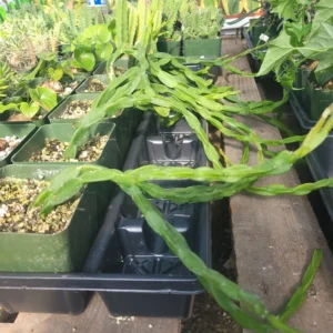 Rhipsalis Paradoxa - Chain Rhipsalis - 1 Unrooted Cutting