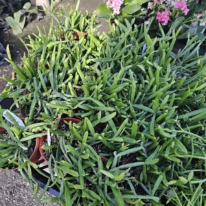 Rhipsalis Paradoxa - Chain Rhipsalis - 1 Unrooted Cutting