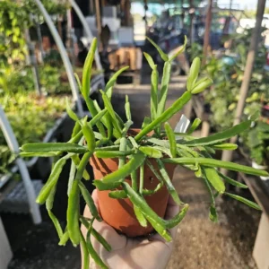 Rhipsalis Paradoxa - Chain Rhipsalis - 1 Unrooted Cutting