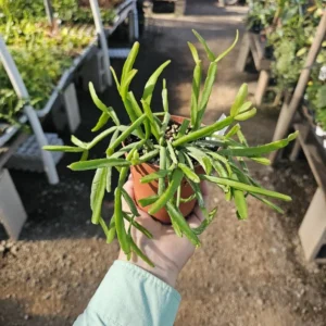 Rhipsalis Paradoxa - Chain Rhipsalis - 1 Unrooted Cutting